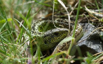 El CEINR participa en una proposta d’un projecte POCTEFA 2021-2027 sobre la conservació d’amfibis i rèptils amenaçats